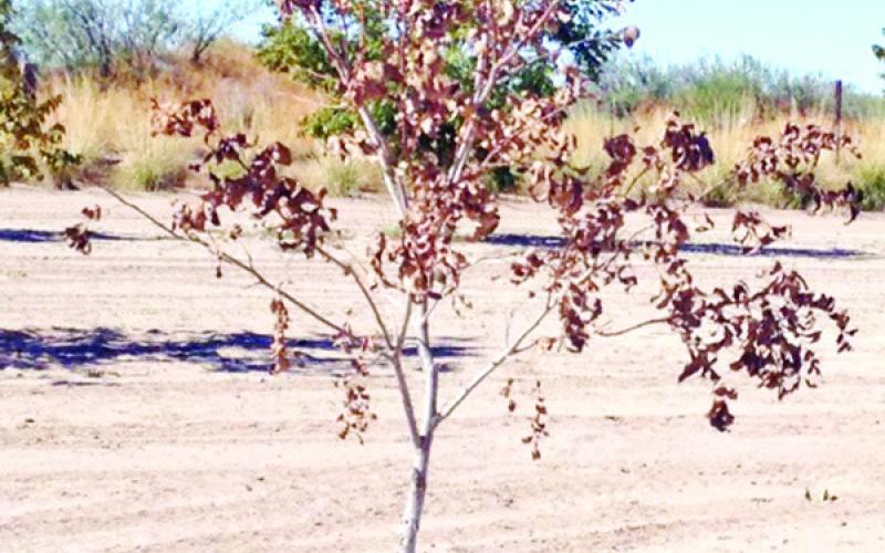 Q1 – My apple tree has been beautiful for three years, but then this year, it suddenly died. What happened?
