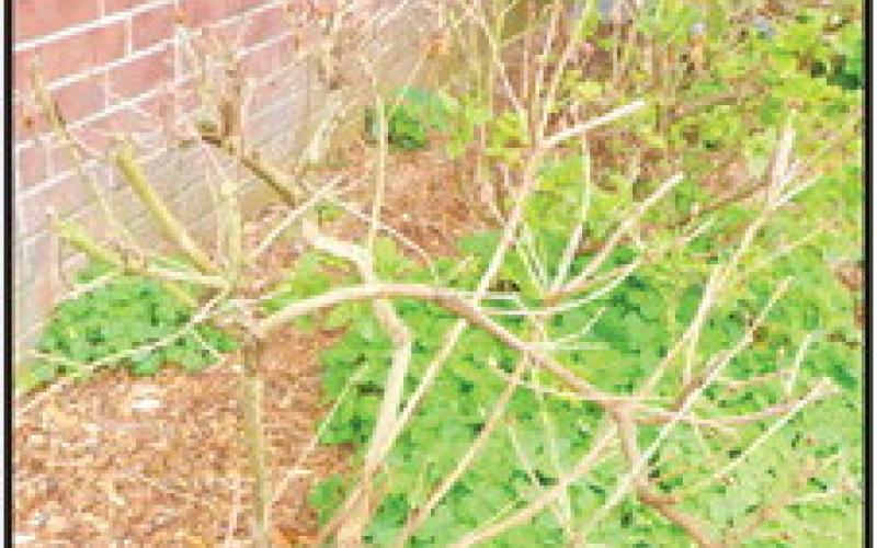 Q2 – Why did my azalea die?
