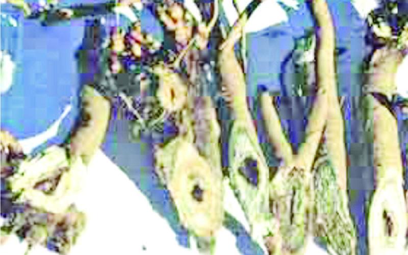 You can see the center of these roots are “rotted” away and thus the common name of the disease.