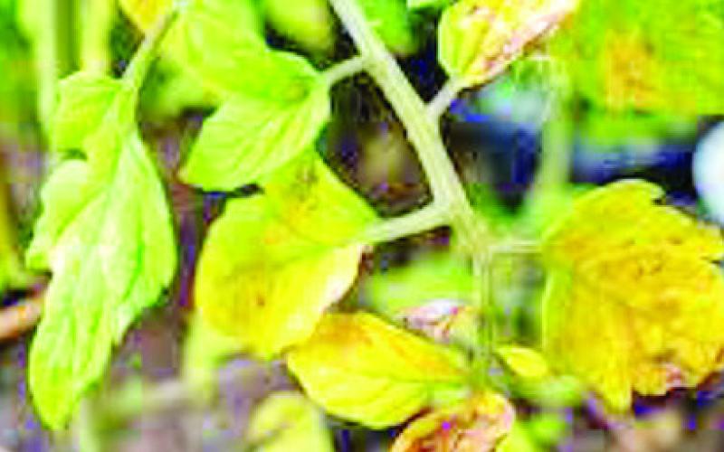 Q3 – Why is my ________ not growing well. The leaves are yellow, and the plant stunted.