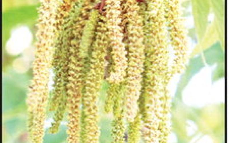 Q4 – I’d like to plant bare-root pecans this coming winter. What are the best varieties for northeast Texas? COURTESY PHOTOS