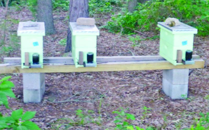 Three nucleus colonies gaining strength to be added to the apiary.
