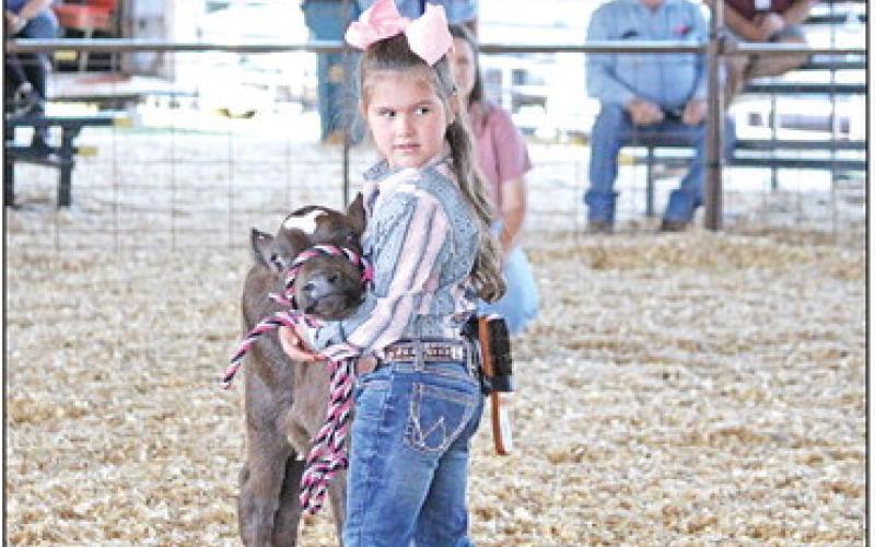 Makenzie Goynes showing her Bottle Calf from Titus County 4H. TRIBUNE PHOTO / RYLEIGH STEGALL