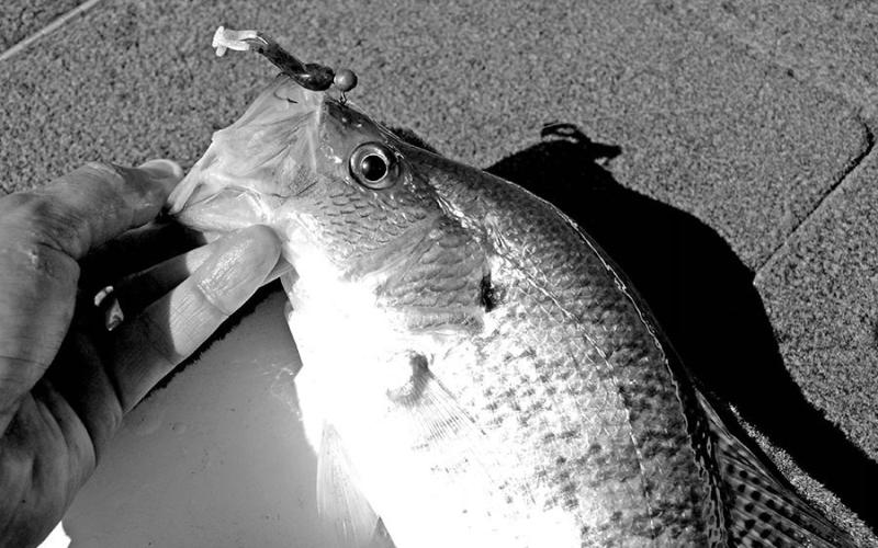 Creel surveys performed at Texas’ newest recreational lake — Bois d’ Arc Lake — show that fishermen spent nearly $800,000 on the visits to the Fannin County reservoir. Biologists say estimate anglers harvested about 66,000 crappie during the first six months. (Photo by Matt Williams)