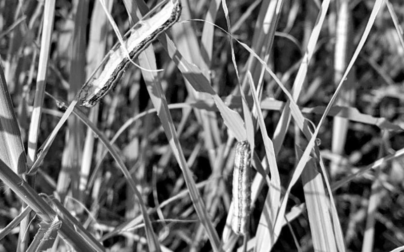 Fall Armyworms