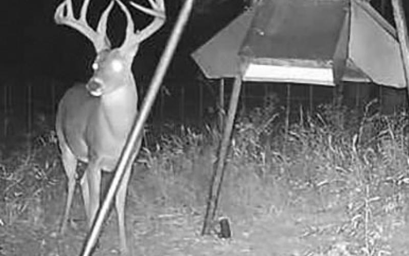 “Browser” wore a heavy set of antlers with more than 39 inches of mass measurements. COURTESY PHOTOS / GRAHAM BREEDEN