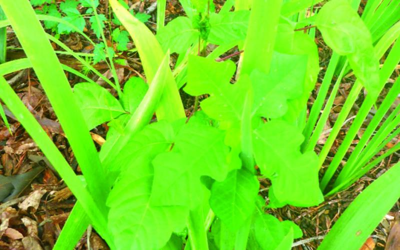 Aren’t all weeds just weeds?
