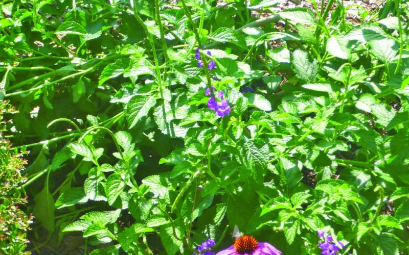 Aren’t all weeds just weeds?