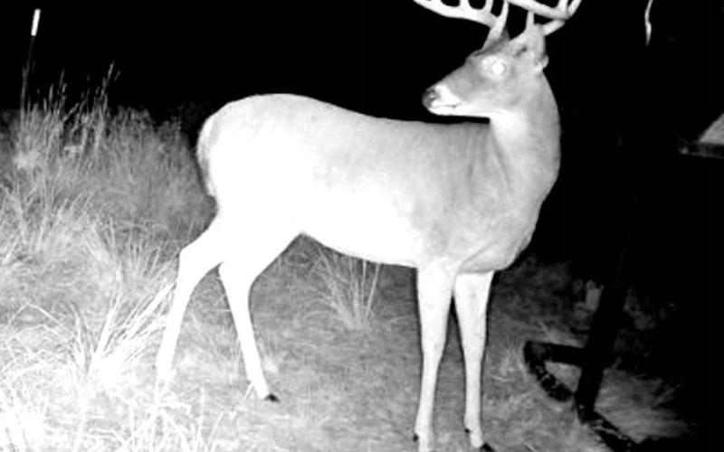 Hammer was a crafty buck that always moved under the cover of darkness. Thompson beat the deer at its own game by slipping in to her stand two hours before daylight and waiting him out on opening morning. (Courtesy Photo, Matt Thompson)