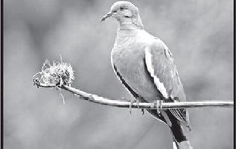 White-winged doves are the second most abundant with an estimated population of about 10 million. Once isolated to the Rio Grande Valley, white wings are largely urban dwellers that have expanded their range all across the state. COURTESY PHOTO / TPWD