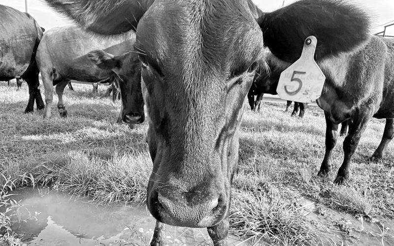 GAZETTE PHOTO / RYLEIGH STEGALL