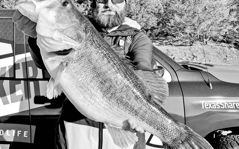 Lake Fork fishing guide Jack York was doing some fun fishing at Lake Nacogdoches on January 23 when a reeled into this 13.51 pound Toyota ShareLunker. York says he pinpointed the fish with forward-sonar and saw it pounce on his jerk bait in 15 feet of water. COURTESY PHOTO / TPWD