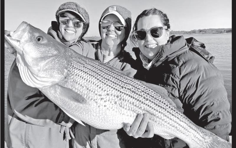 The striped bass is a rough customer that ranks as the fourth most popular fish among Texas' freshwater fishing crowds behind largemouth bass, catfish and crappie. Lake Texoma is North Texas has for years ranked as the state's top striper fishery, mainly because it is one of the few freshwater reservoirs in nation where populations are self sustaining. COURTESY PHOTO / STRIPER EXPRESS