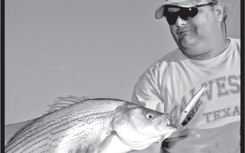Hybrid stripers are brawny fish known for delivering hard hits and fierce battles. The fish are a genetic cross between striped bass and white bass. TPWD stocks close to 3 million hybrids in about 20 lakes each year. COURTESY PHOTO / MATT WILLIAMS