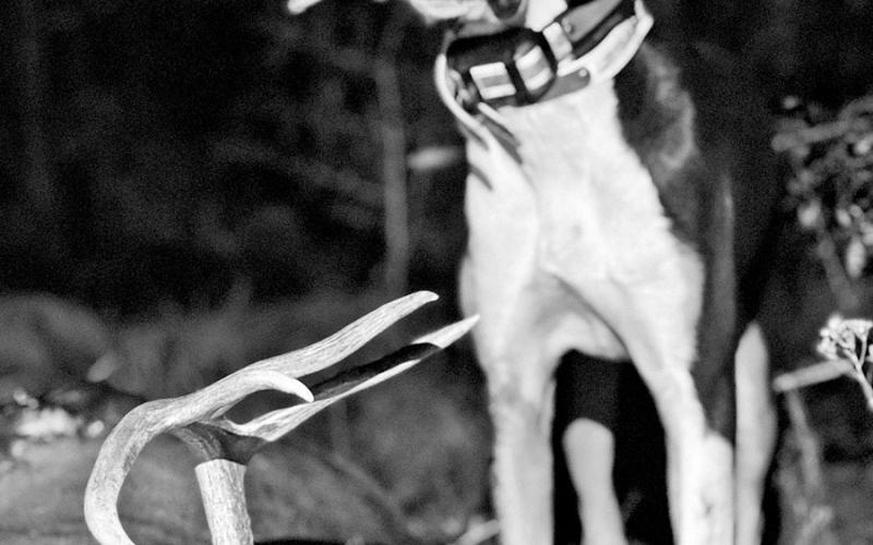 Fall is showtime for the army Texas K-9s that live for deer season and the chance to put their noses to work to help hunters recover animals they otherwise may not find. (Courtesy Photo, Jeff Glende)
