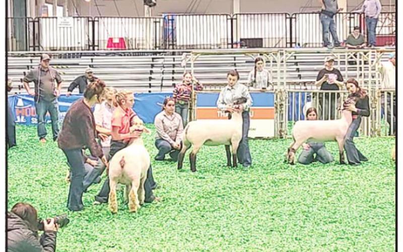 Chapel Hill FFA’s Ewe Crew sees success at Houston Livestock Show