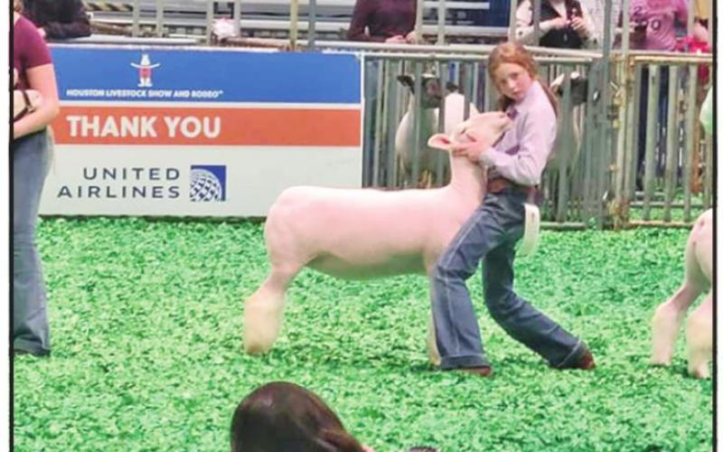Chapel Hill FFA’s Ewe Crew sees success at Houston Livestock Show