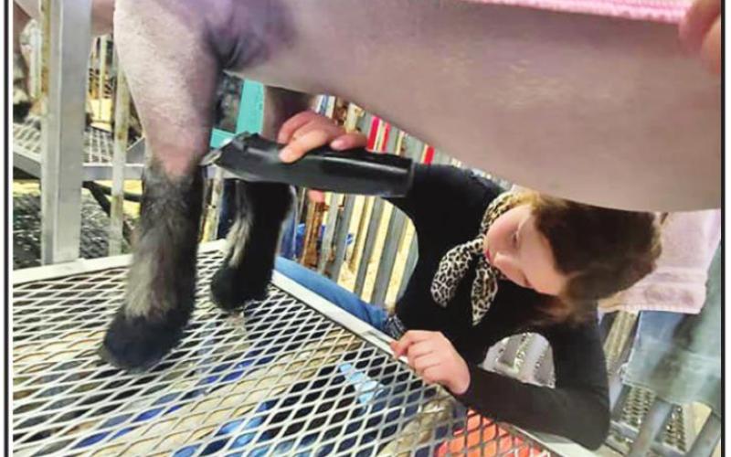 Chapel Hill FFA’s Ewe Crew sees success at Houston Livestock Show