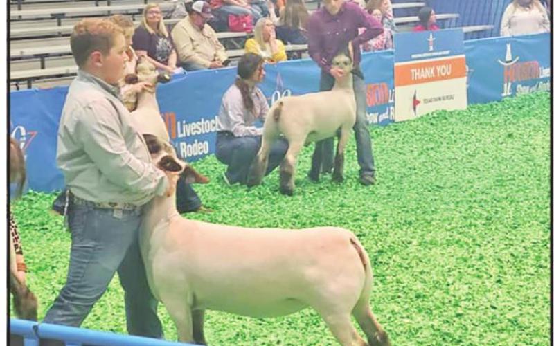 Chapel Hill FFA’s Ewe Crew sees success at Houston Livestock Show