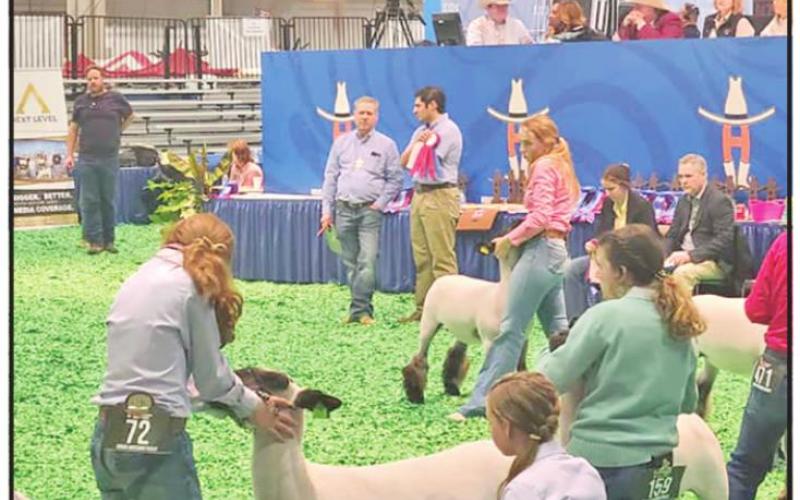 Chapel Hill FFA’s Ewe Crew sees success at Houston Livestock Show