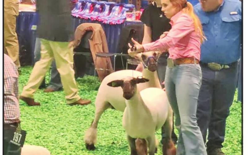 Chapel Hill FFA’s Ewe Crew sees success at Houston Livestock Show