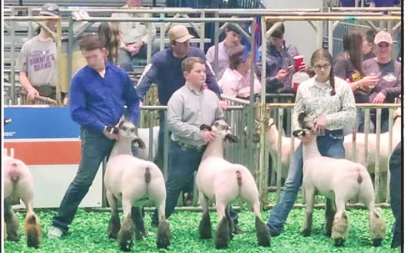 Chapel Hill FFA’s Ewe Crew sees success at Houston Livestock Show
