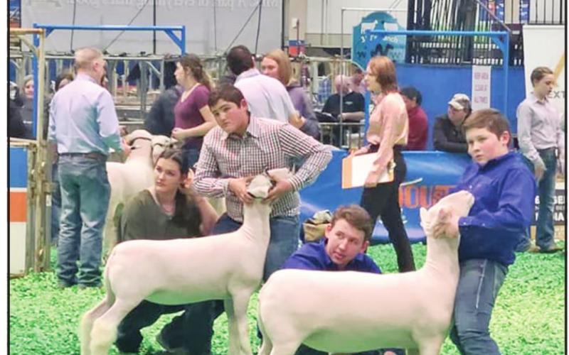 Chapel Hill FFA’s Ewe Crew sees success at Houston Livestock Show