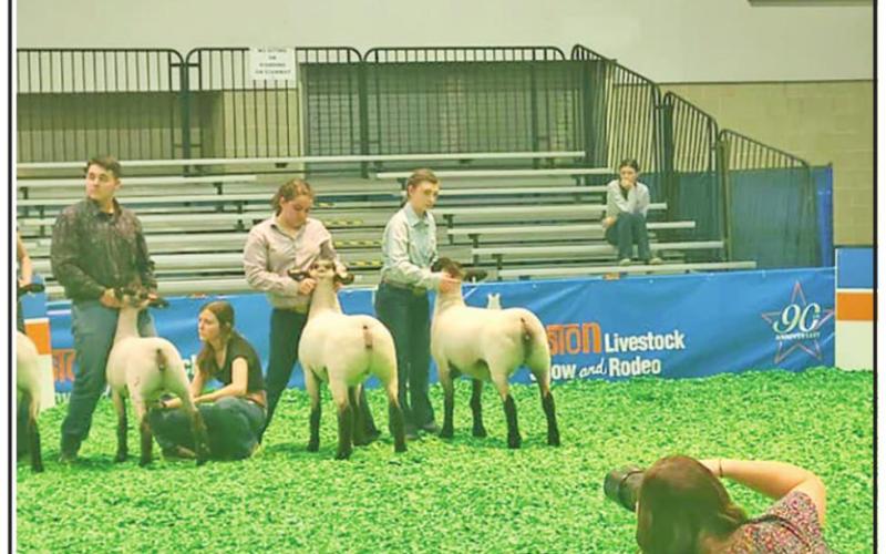 Chapel Hill FFA’s Ewe Crew sees success at Houston Livestock Show