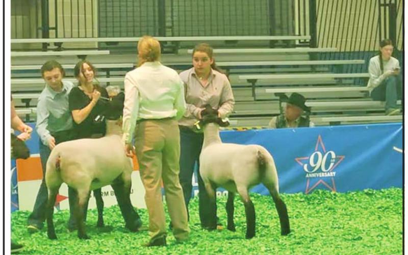 Chapel Hill FFA’s Ewe Crew sees success at Houston Livestock Show