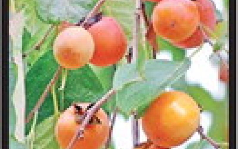 You can graft a Persimmon tree?!?
