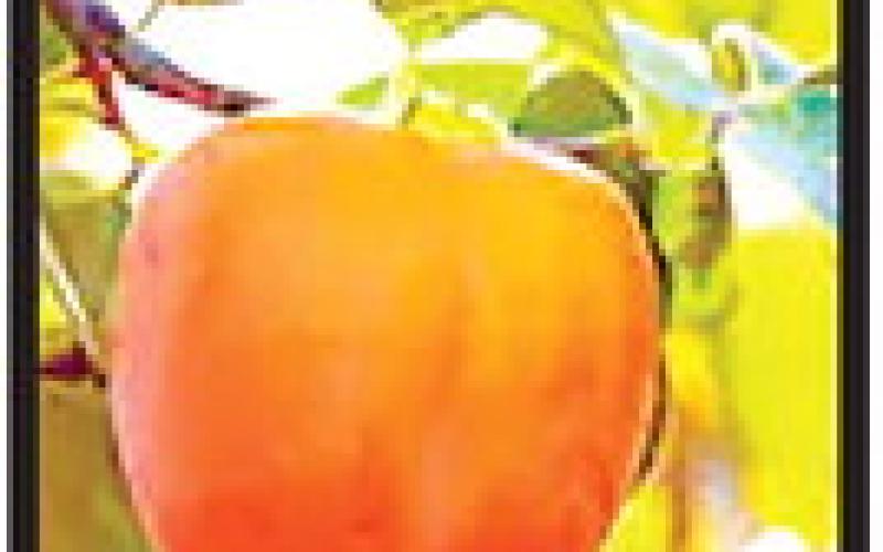 You can graft a Persimmon tree?!?