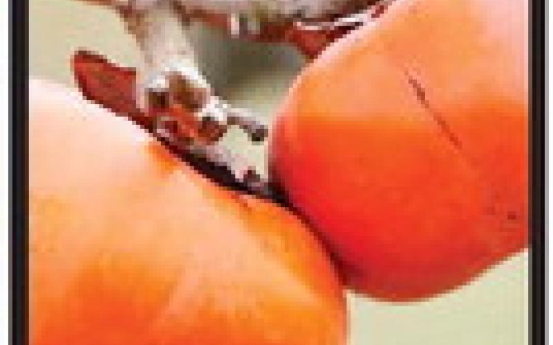 You can graft a Persimmon tree?!?