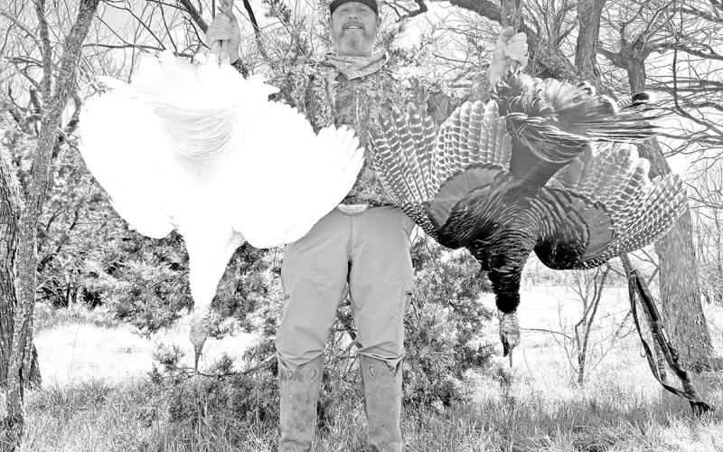 On March 29, Jaret Barrett of Waxahachie was turkey hunting on his 1,000-acre lease in Eastland County when he bagged a pair of Rio Grande gobblers at 40 yards. One of the gobblers had snow-white plumage that is considered exceptionally rare in the wild. (Photo courtesy Jaret Barrett)