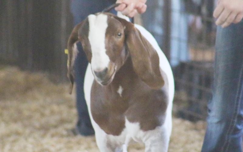 Titus County Fair