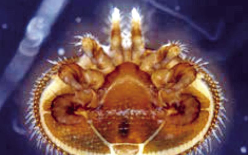 Alt Text for ImageVarroa Destructor