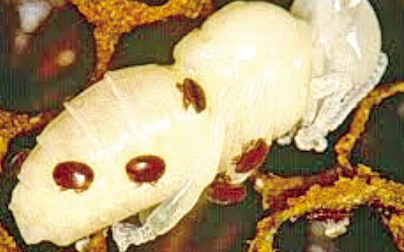 Varroa Destructor