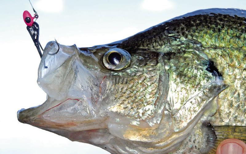 Crappie anglers at Lake Fork and Lake O’ the Pines are reminded to abide by special “no cull” rule currently in effect. Anglers are required to keep every crappie they catch, up to a legal limit of 25 fish, regardless of size. It is illegal to release any crappie on either lake during the three-month period spanning December 1 to February 28.