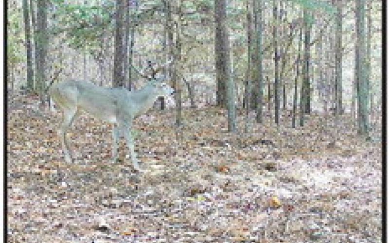 Tidwell was at church on the morning of December 3 when his cell phone pinged with pictures of this Cherokee County 10 pointer. He arrowed the buck later that afternoon when it came in on the heels of a doe on a 25 acre tract. The buck gross scores 131 6/8. (Courtesy Photo Logan Tidwell)