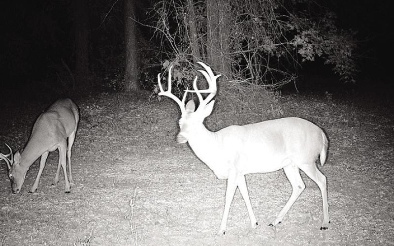 Tidwell’s Smith County 9 pointer was taken on 40 acres. The deer grosses 126 2/8 and grew a nasty, nine-inch brow tine. (Courtesy Photo, Logan Tidwell)