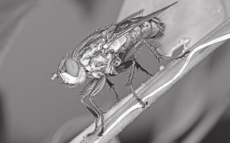 Flies can cause disease, blood loss, weight loss, and cash loss in the field. STOCK PHOTO