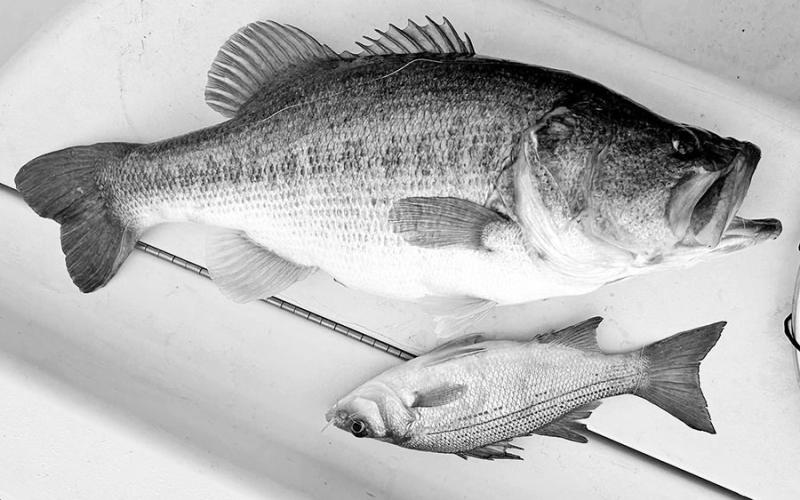 Shelton’s largemouth dwarfed the 13-inch white bass. He estimated its weight at around 10 pounds — a personal best.