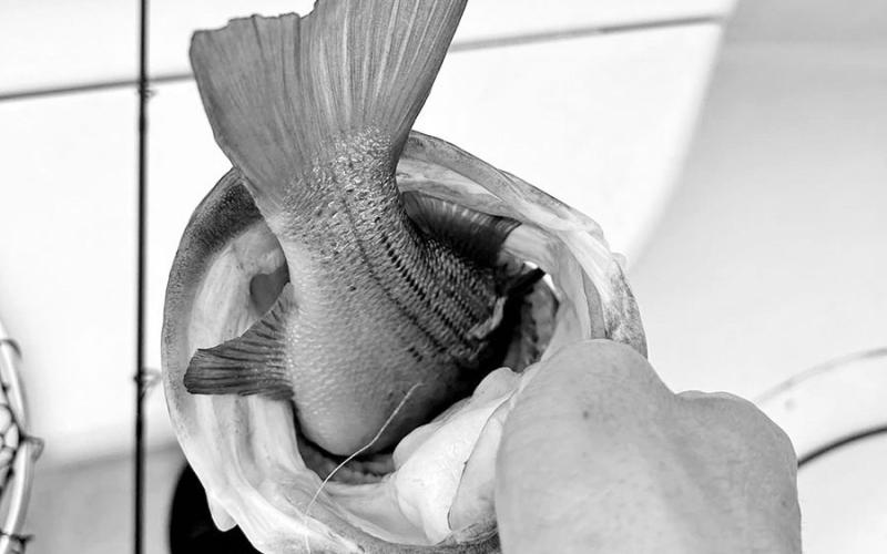 It took some doing, but Shelton managed to work the white bass out the largemouth’s throat. The guide released the largemouth and tossed the smaller white bass on ice. COURTESY PHOTOS