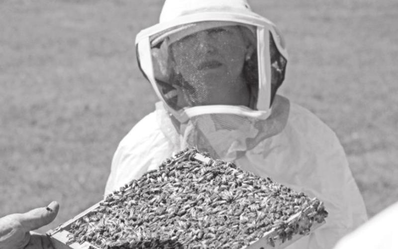 Safely handling bees can help lower your property taxes as well as being a fun family activity and providing honey for your table. COURTESY PHOTO