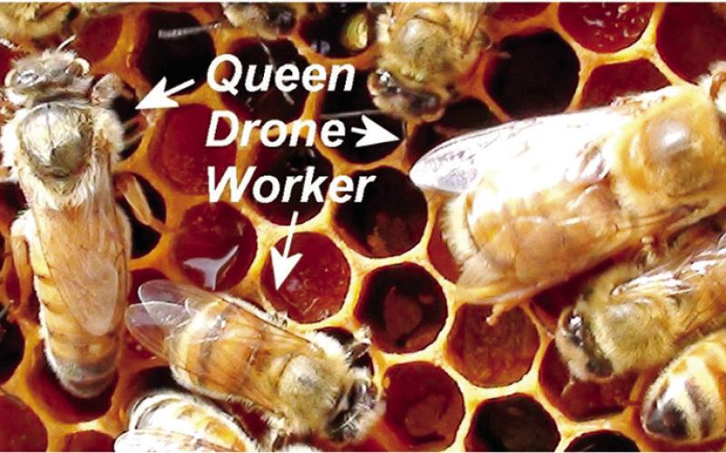 Help, I’m Queenless!
