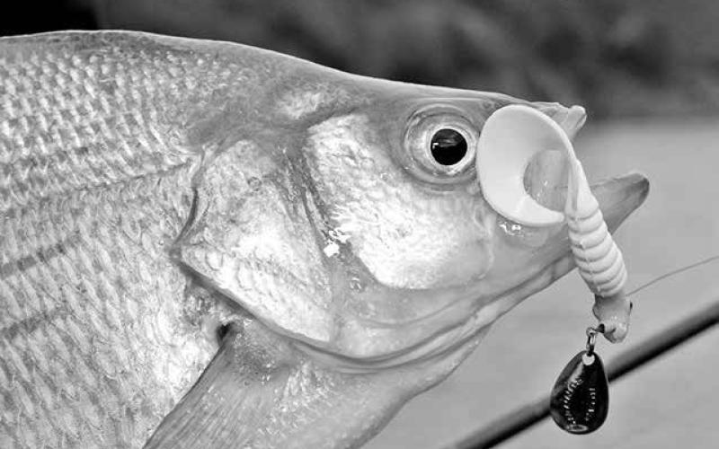 White bass are aggressive fish that can be readily caught on a variety of artificial baits like small spinners, crank baits and Rat-L-Traps. The 1/4 ounce Blackmore Roadrunner (pictured here) is an all-time favorite. (Photo by Matt Williams)