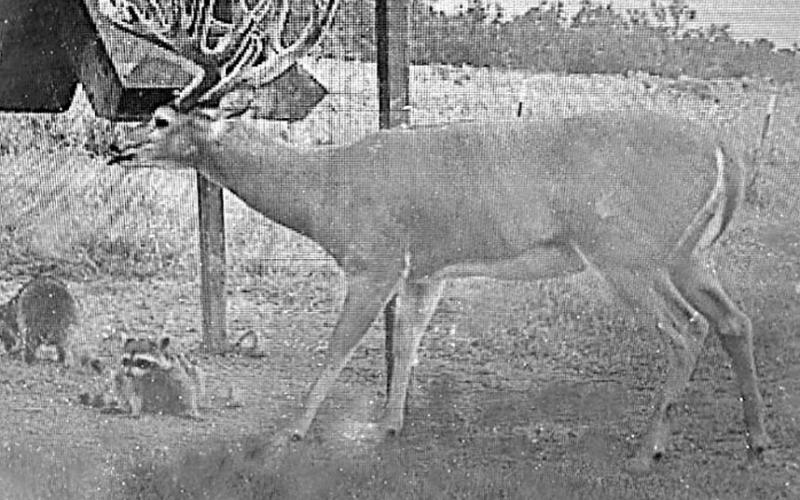 Hodges supplements his deer herds with a bounty of groceries including year-round food plots and free choice deer feed to build body weights and optimize antler growth. His feed of choice is 20 percent protein Double Down Custom Blend. (Courtesy Photo)