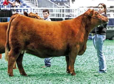 4-H Member Wins Big at Houston Livestock Show