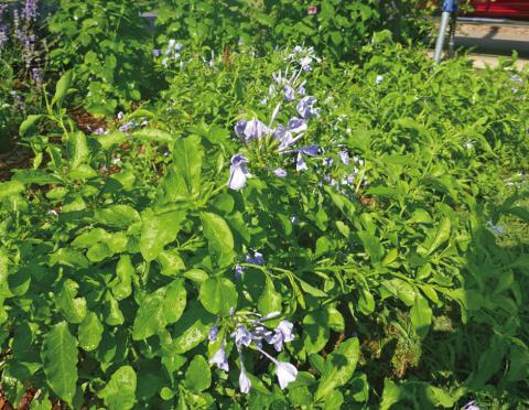 Cape Plumbago COURTESY PHOTO