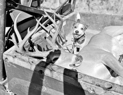 “Scout”, a 2 1/2-year old female Jack Russell Terrier owned by Jared Polasek, is fast becoming a crackerjack at helping hunters recover wounded deer. (Courtesy Photo, Jared Polasek)
