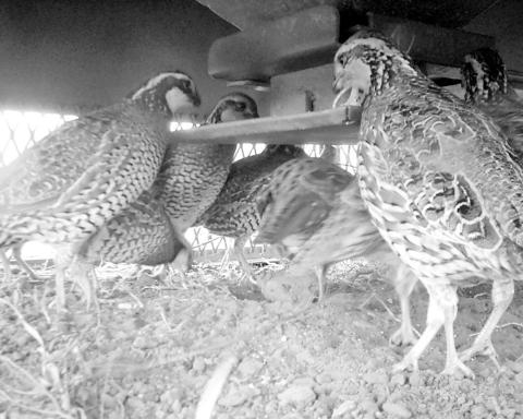 The free choice feeder is designed to keep predators out so quail can dine safely inside. (Photo Courtesy QuailSafe)